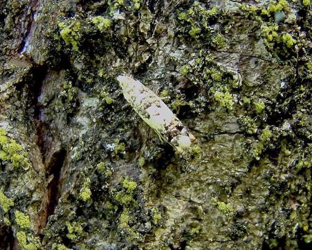 hawthorn moth
